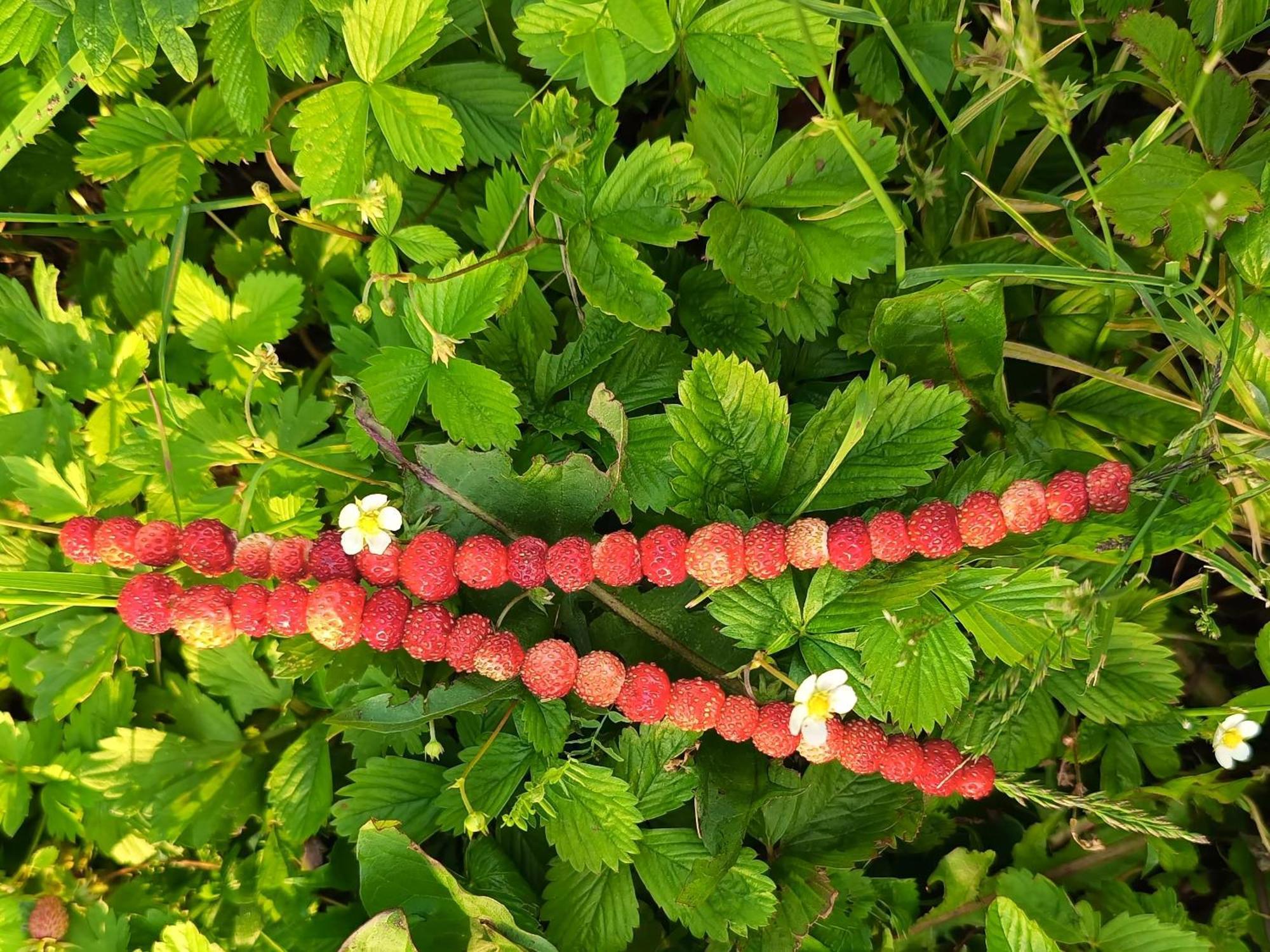 Domek Nad Lasem โคเนียคูฟ ภายนอก รูปภาพ